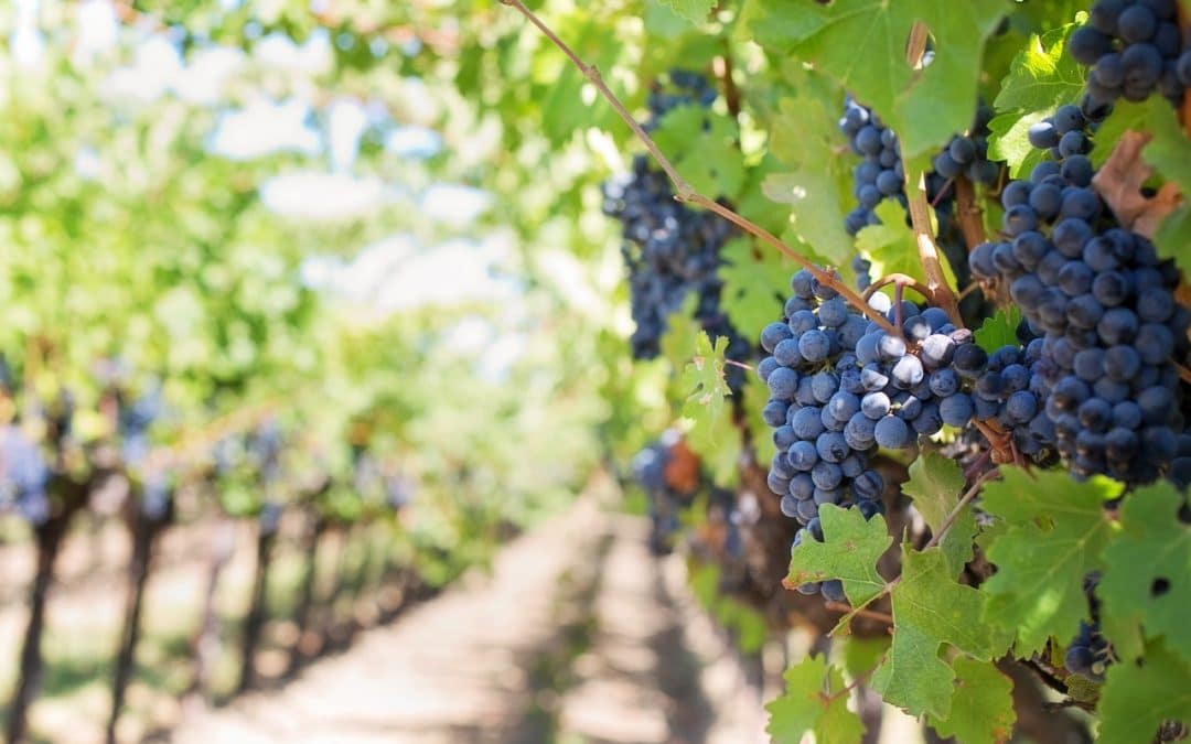 The first Smart Vineyard in Lebanon chooses Libelium’s technology to face the climate change