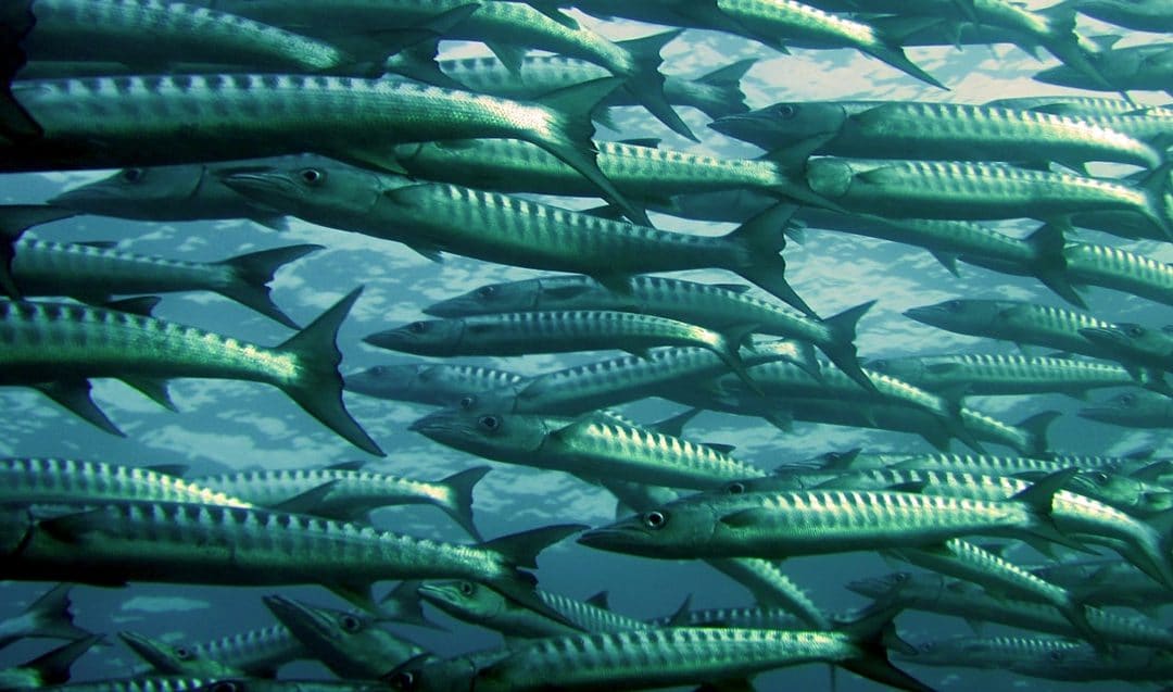 Controlling fish farms water quality with smart sensors in Iran