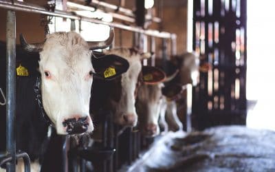 How a dairy farm increased production by 18% with IoT and Machine Learning