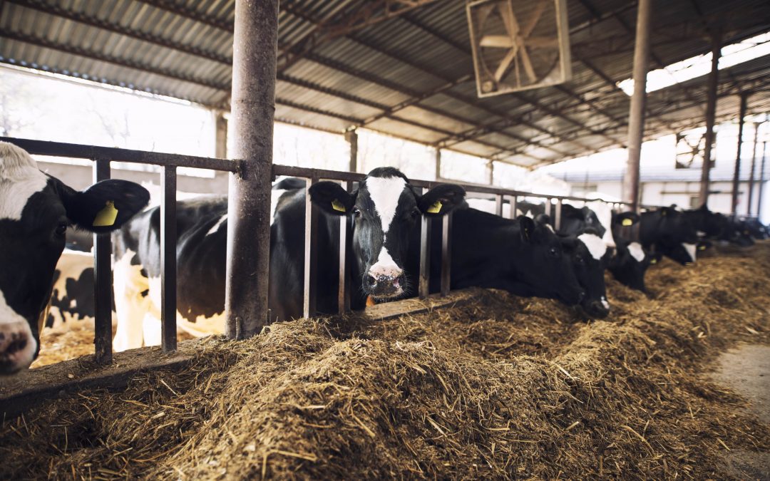 IoT, Business Intelligence and Blockchain technology reduces methane emissions in a cattle farm